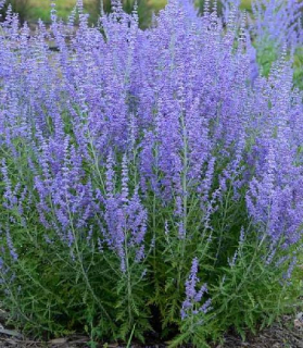 Perovskia atriplicifolia blue spire